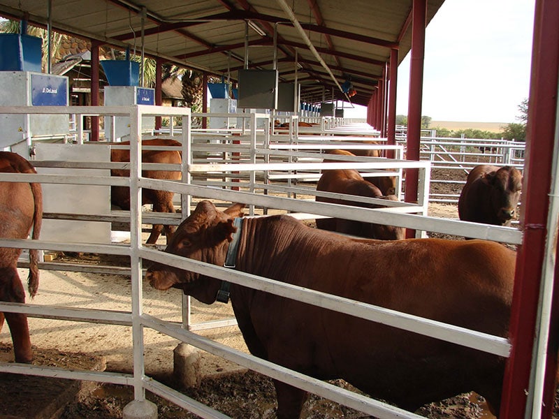 SERNICK RECENTLY INSTALLED A BRAND NEW PHASE C BULL TESTING STATION ...